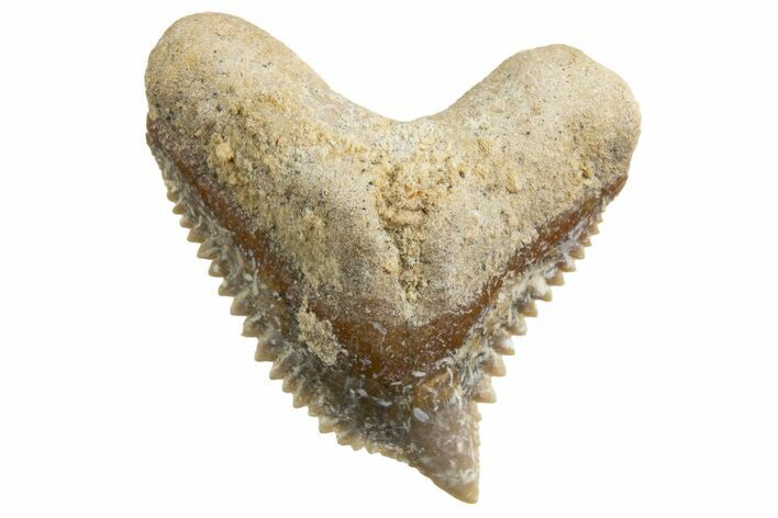 Tiger Shark (Galeocerdo Eaglesomi) Tooth - Dakhla, Morocco #327049